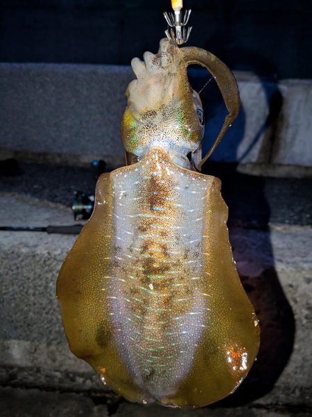 9月にしては大きめ